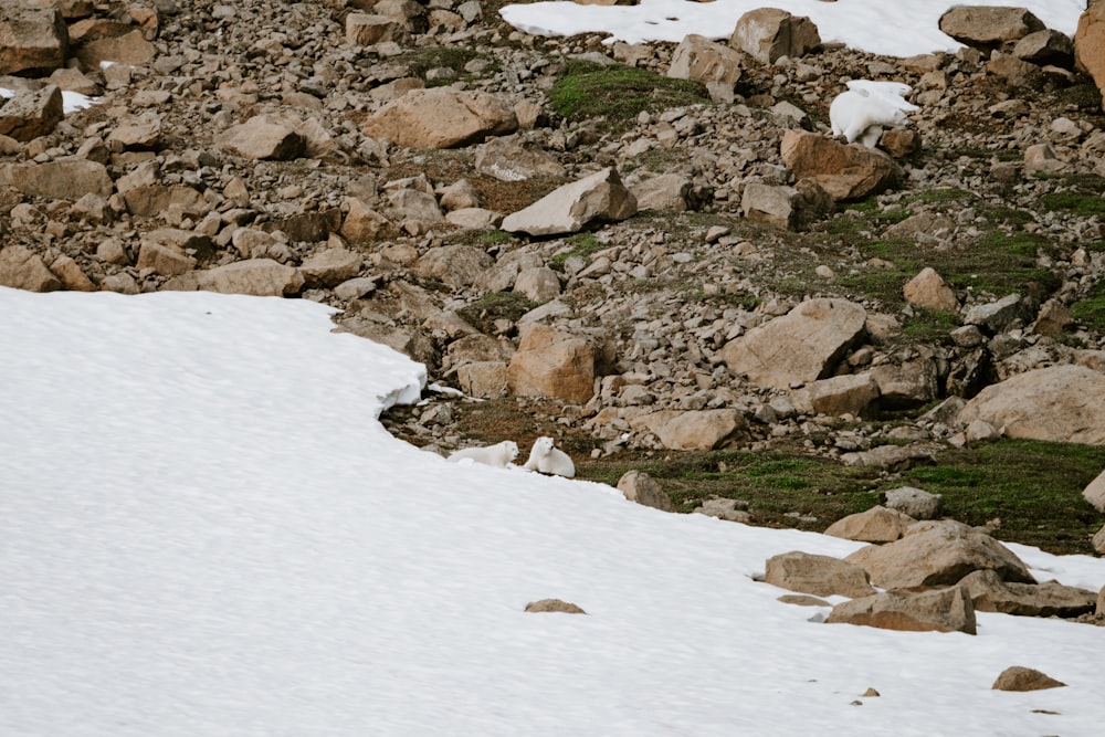 a snowboarder is going down a snowy hill