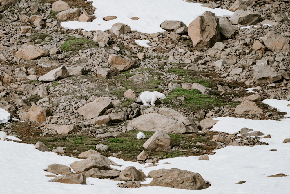 a couple of animals that are standing in the snow