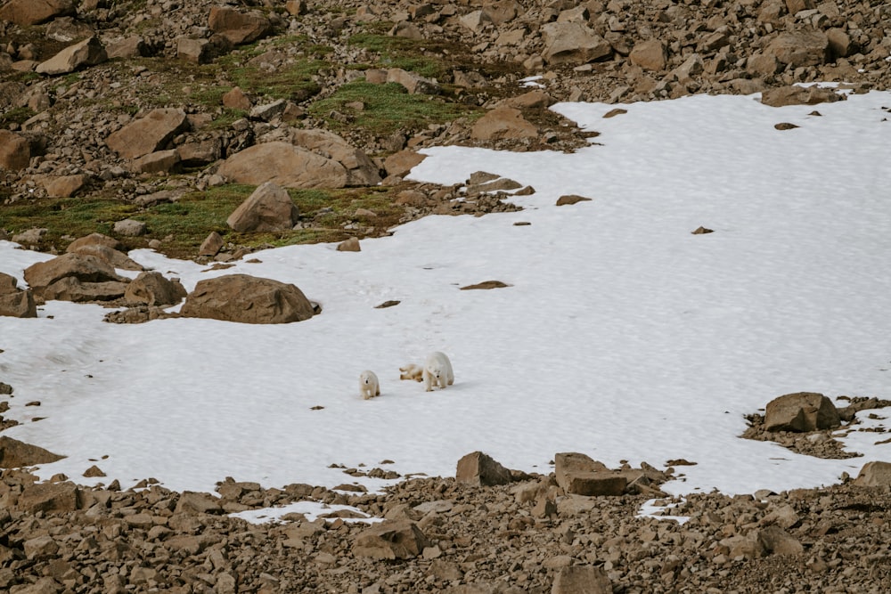 a couple of animals that are standing in the snow