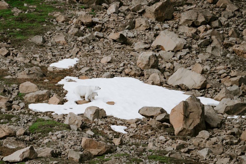 a polar bear walking across a snow covered ground