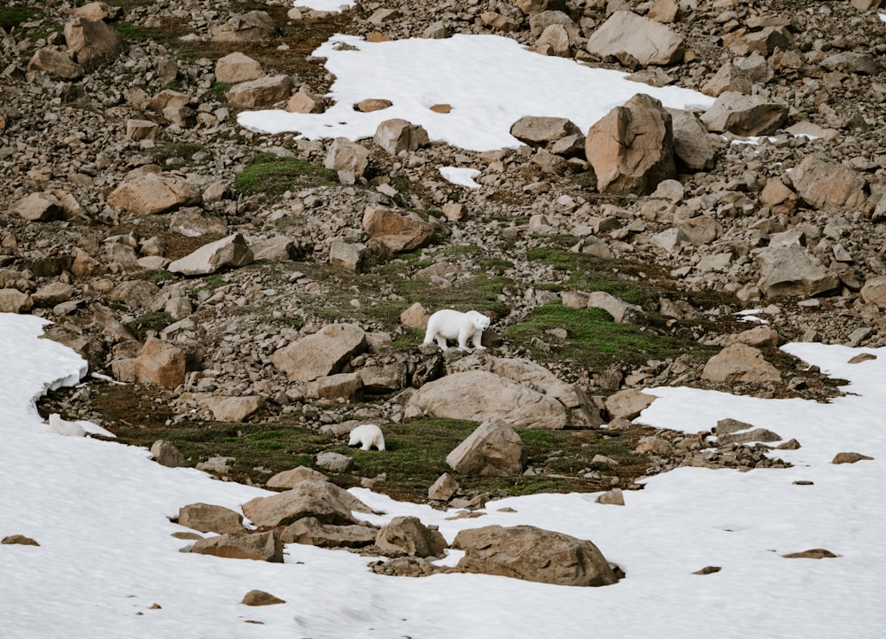 a couple of animals that are standing in the snow