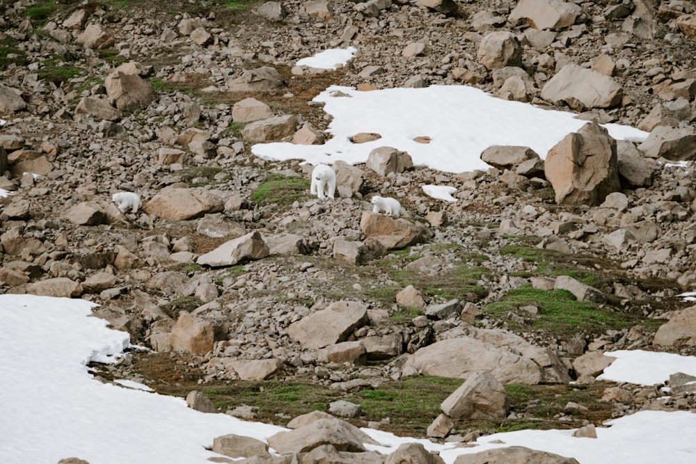 a mountain goat standing on top of a rocky hillside