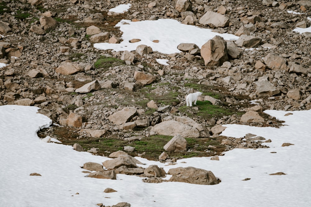a mountain goat standing on top of a snow covered slope