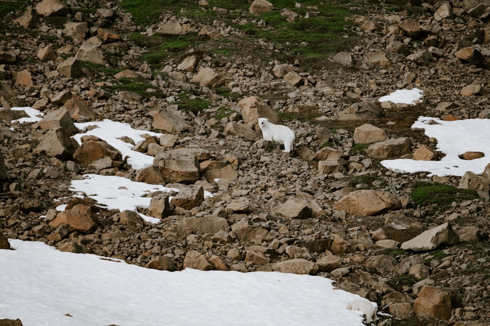 a mountain goat standing on top of a pile of rocks