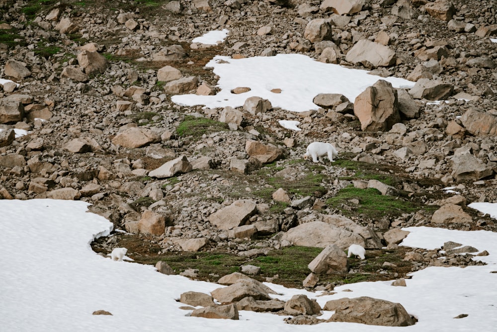 a mountain goat standing on top of a pile of rocks