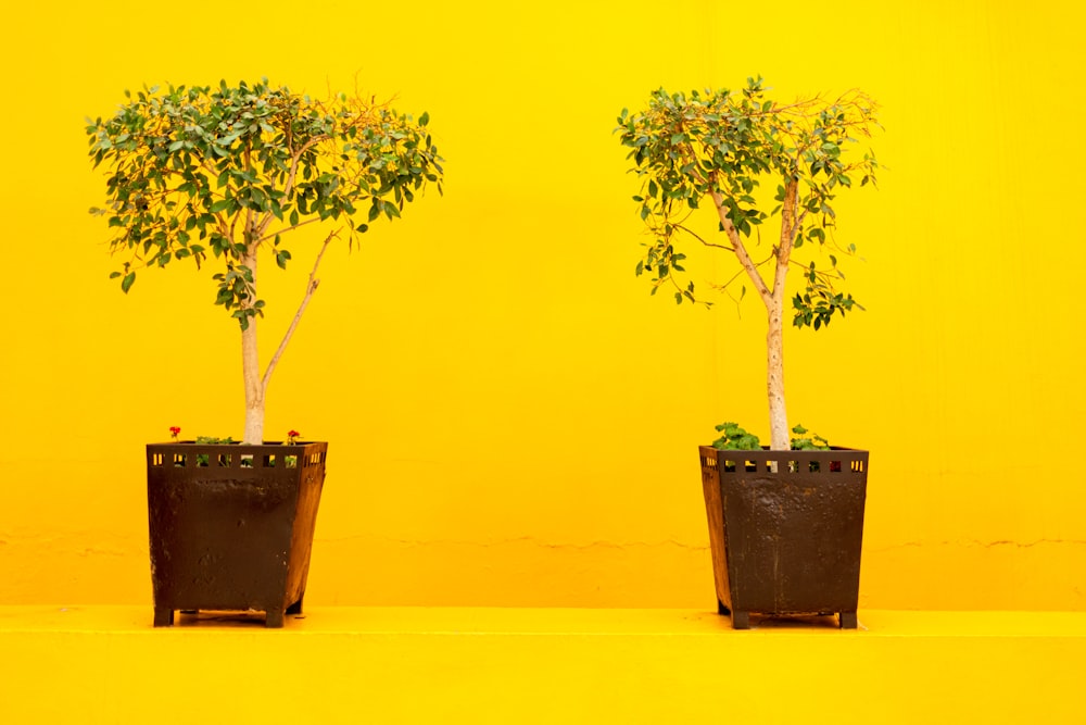 a couple of small trees sitting on top of a table