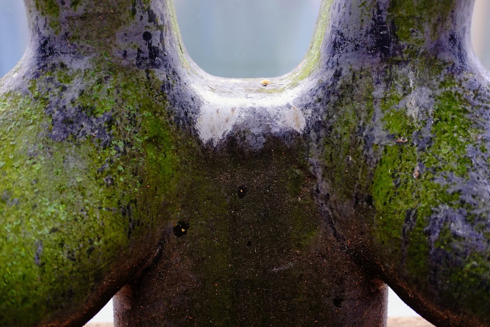 a close up of a vase with moss growing on it