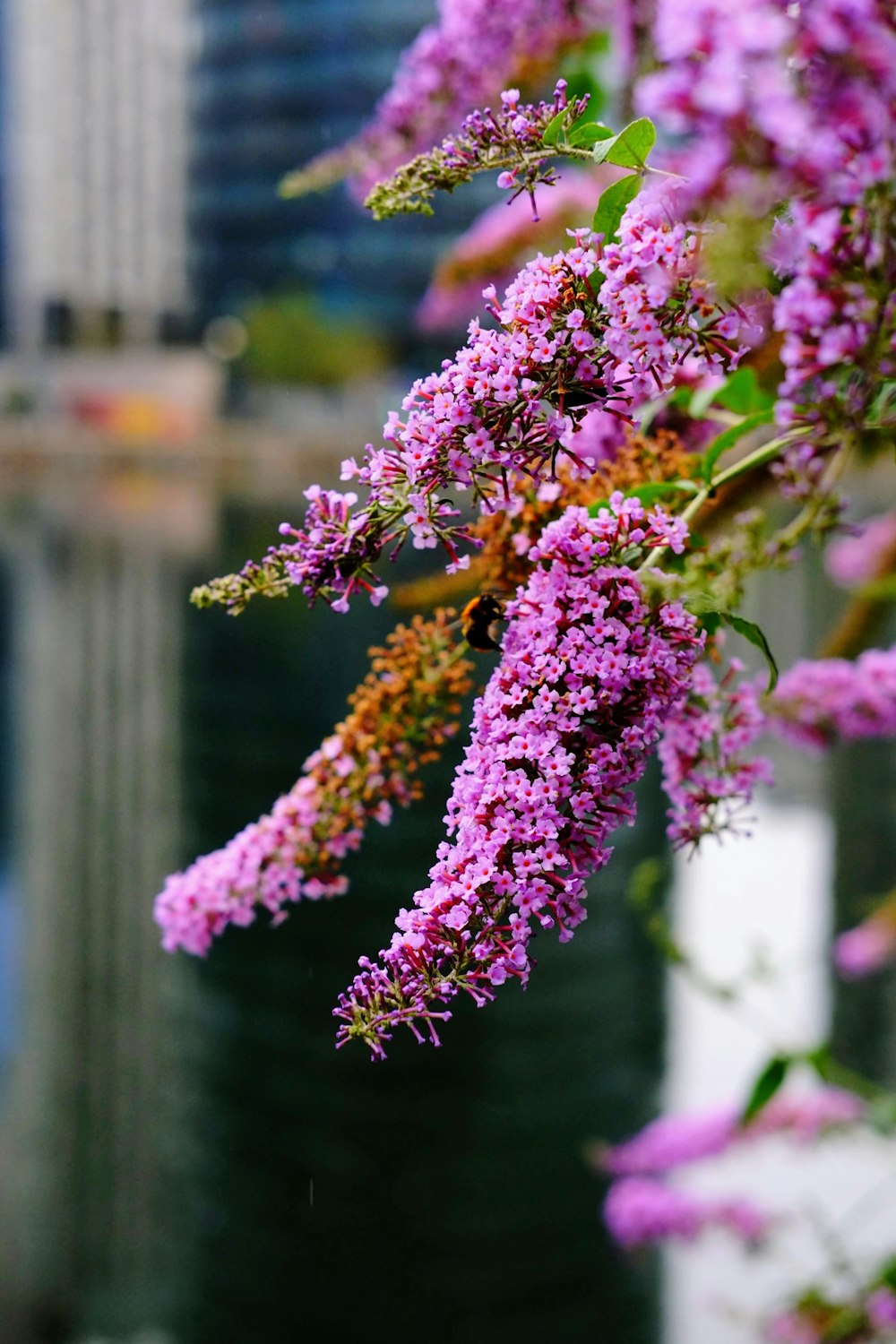 a bunch of purple flowers hanging from a tree