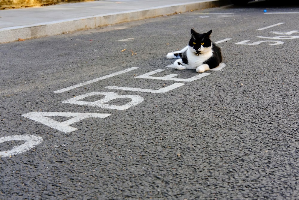 a black and white cat laying in the middle of a street