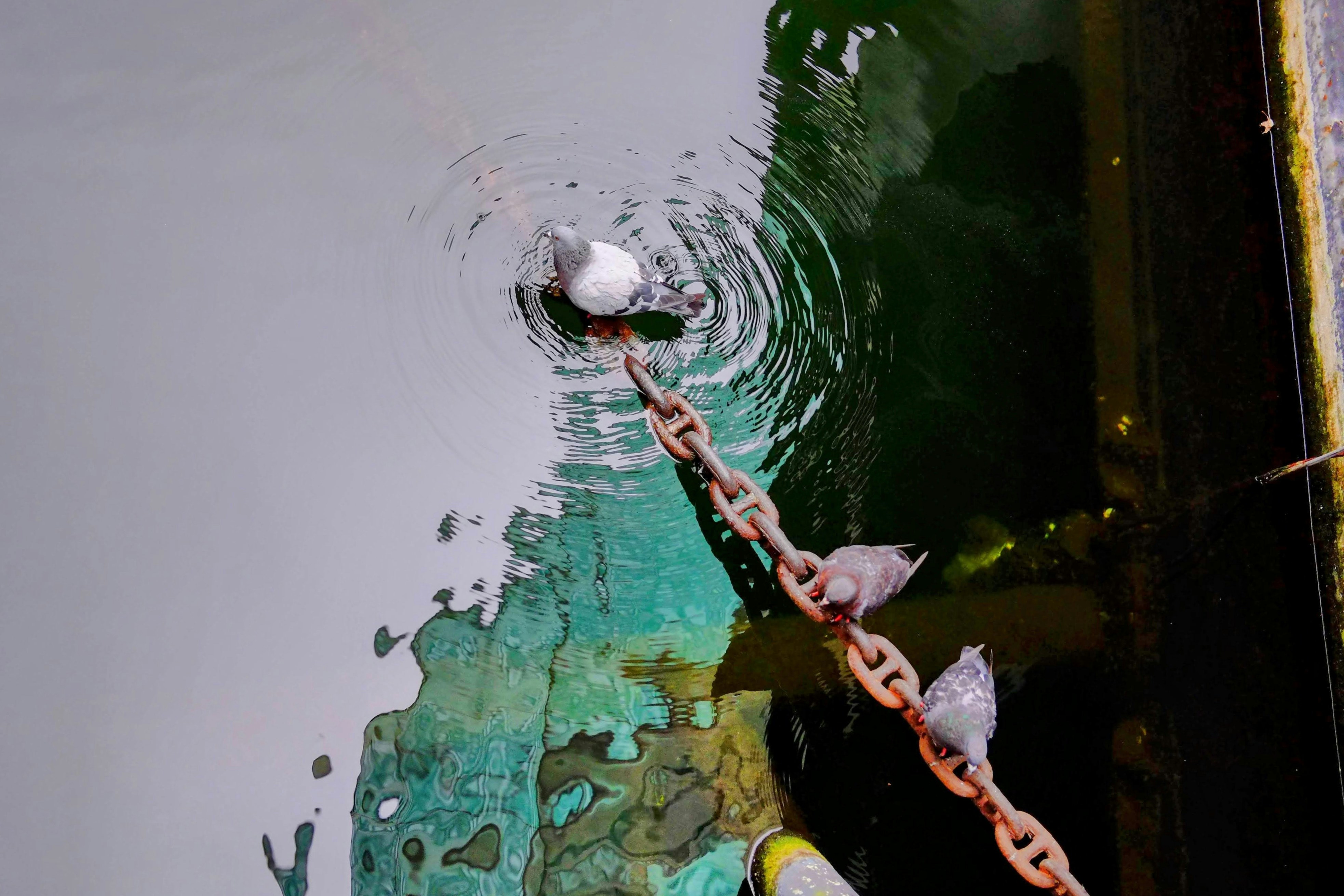 Ein Vogel sitzt an einer Kette im Wasser