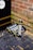 Several canisters labeled 'Fast Gas' are placed on a wet, dark tiled ground next to a brick wall. The surroundings include a wooden structure with a 'Canal & River Trust' logo. Fallen leaves and wet patches are visible on the ground.