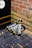Several canisters labeled 'Fast Gas' are placed on a wet, dark tiled ground next to a brick wall. The surroundings include a wooden structure with a 'Canal & River Trust' logo. Fallen leaves and wet patches are visible on the ground.