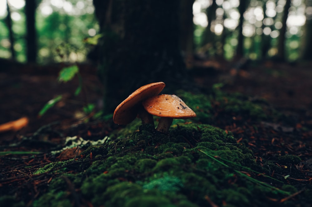 a mushroom sitting on the ground in a forest