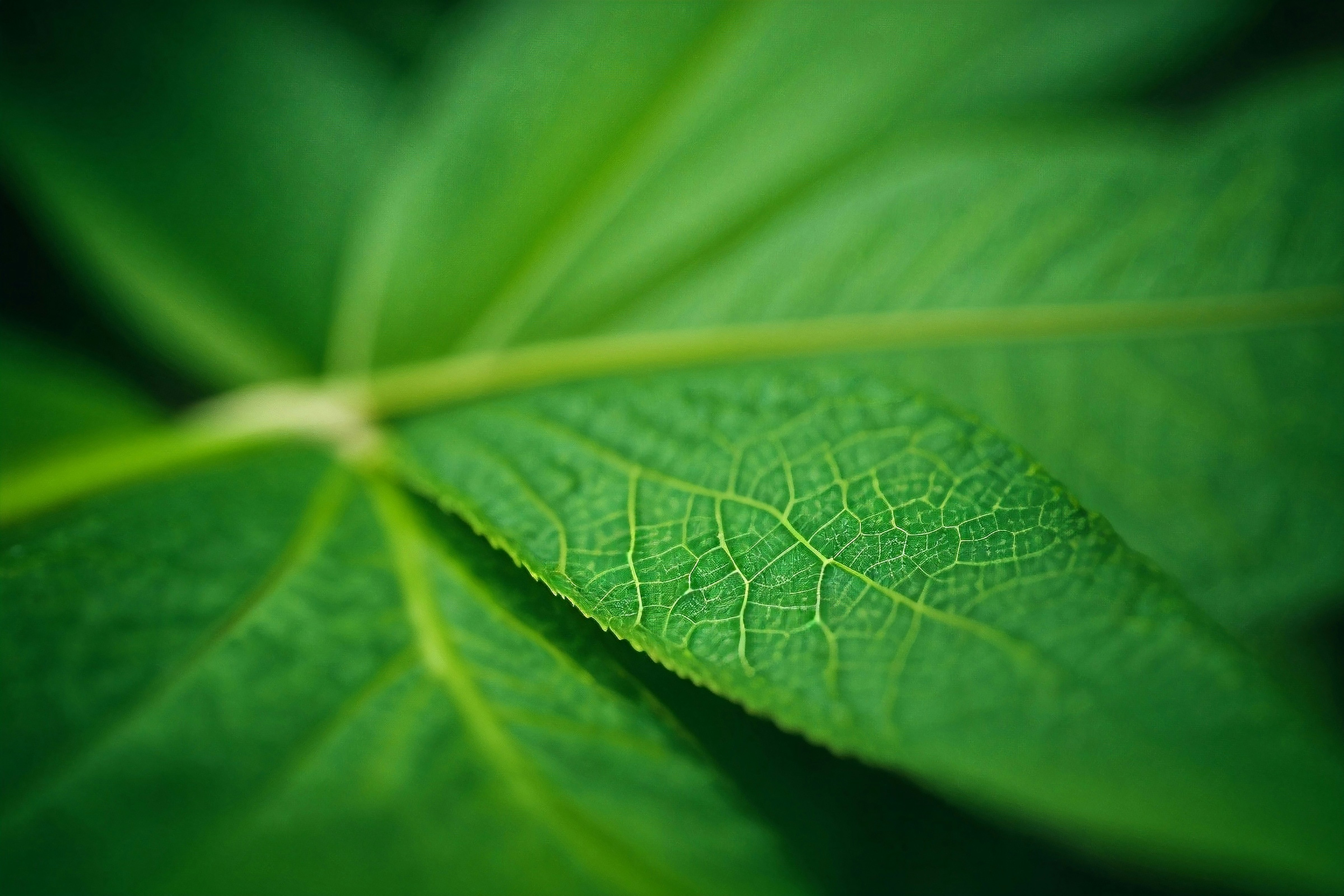 Photo by lemahijo_pg