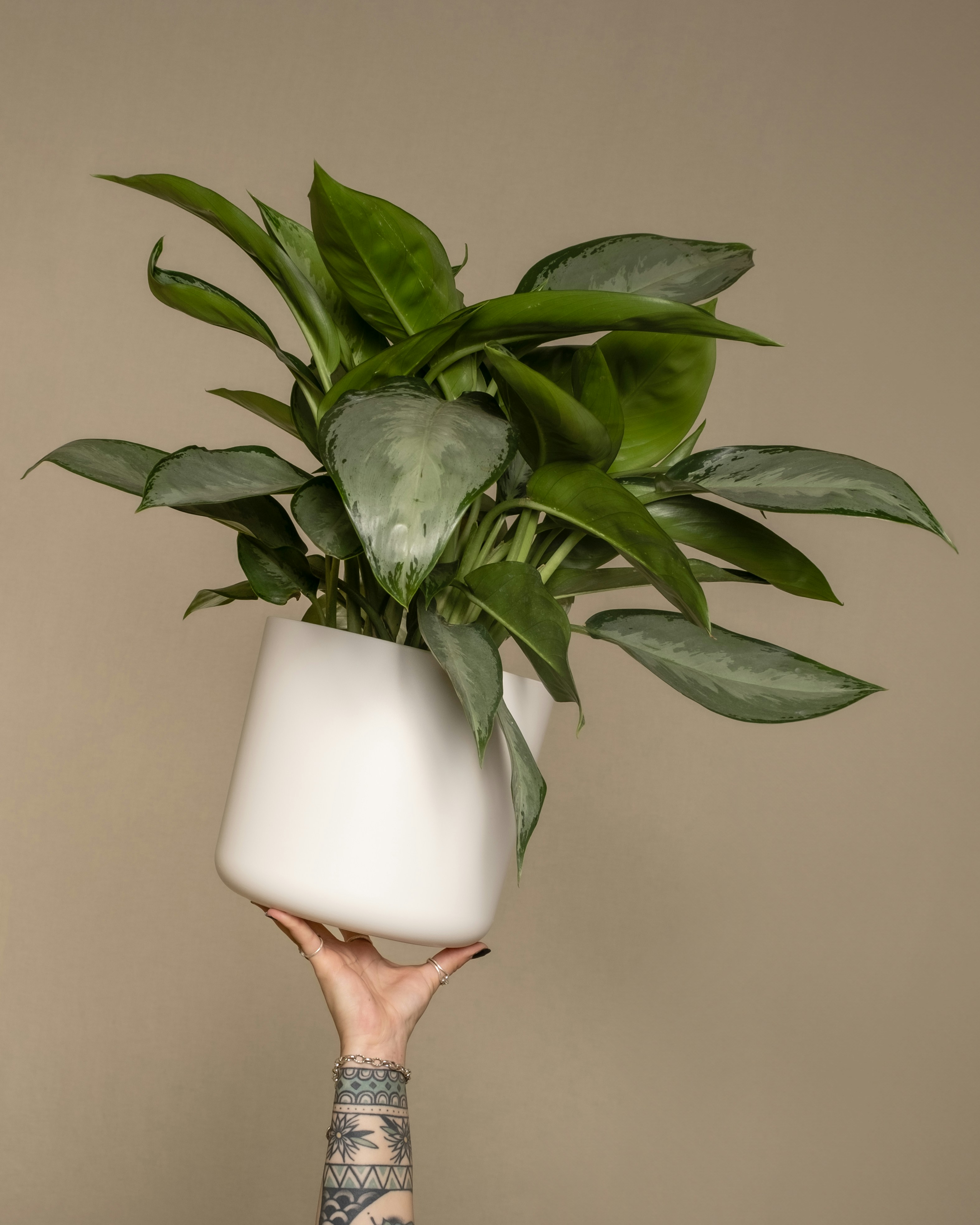 Photo by feeypflanzen