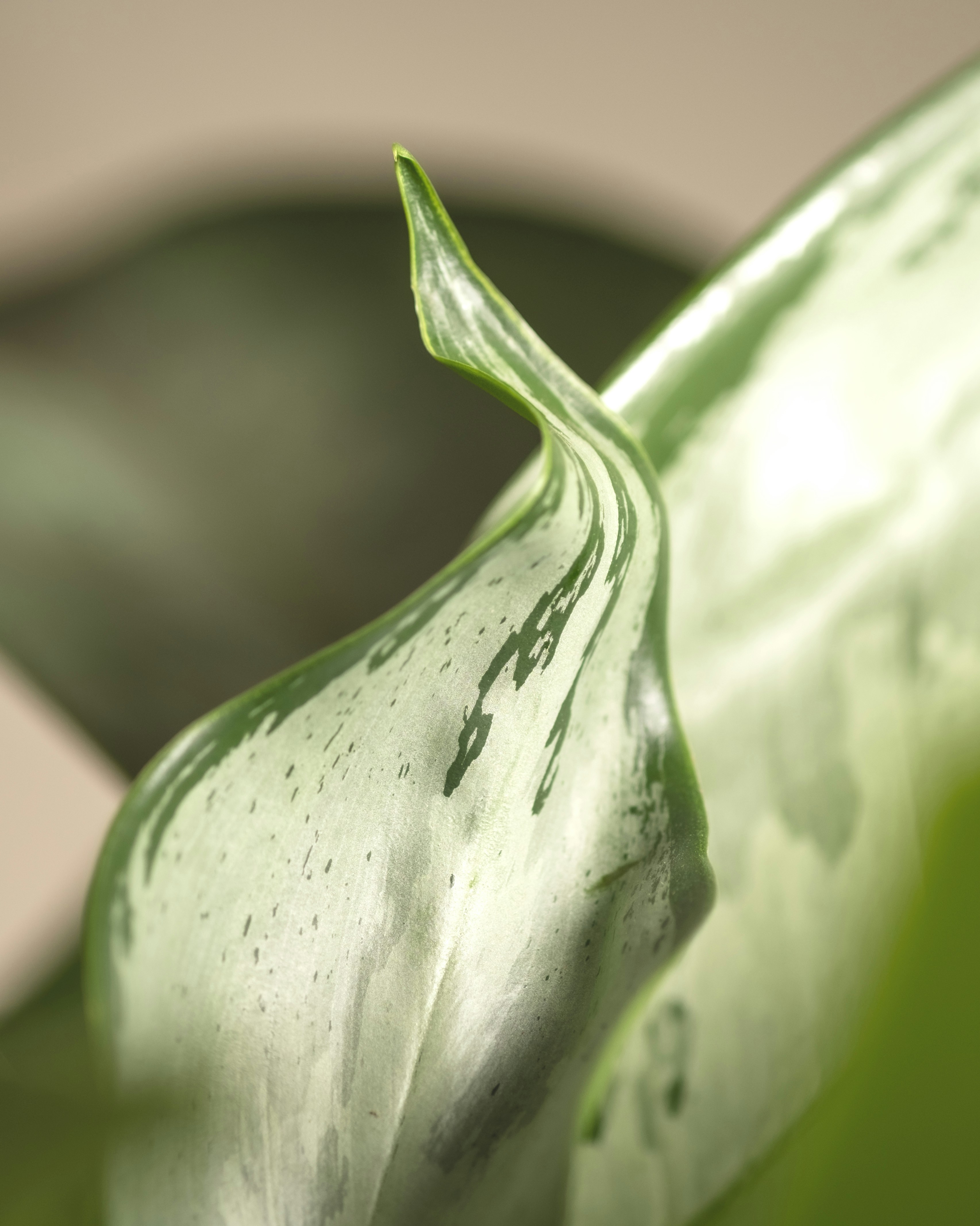 Photo by feeypflanzen