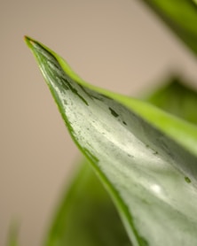 a close up of a green leaf with drops of water on it