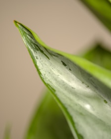 a close up of a green leaf with drops of water on it