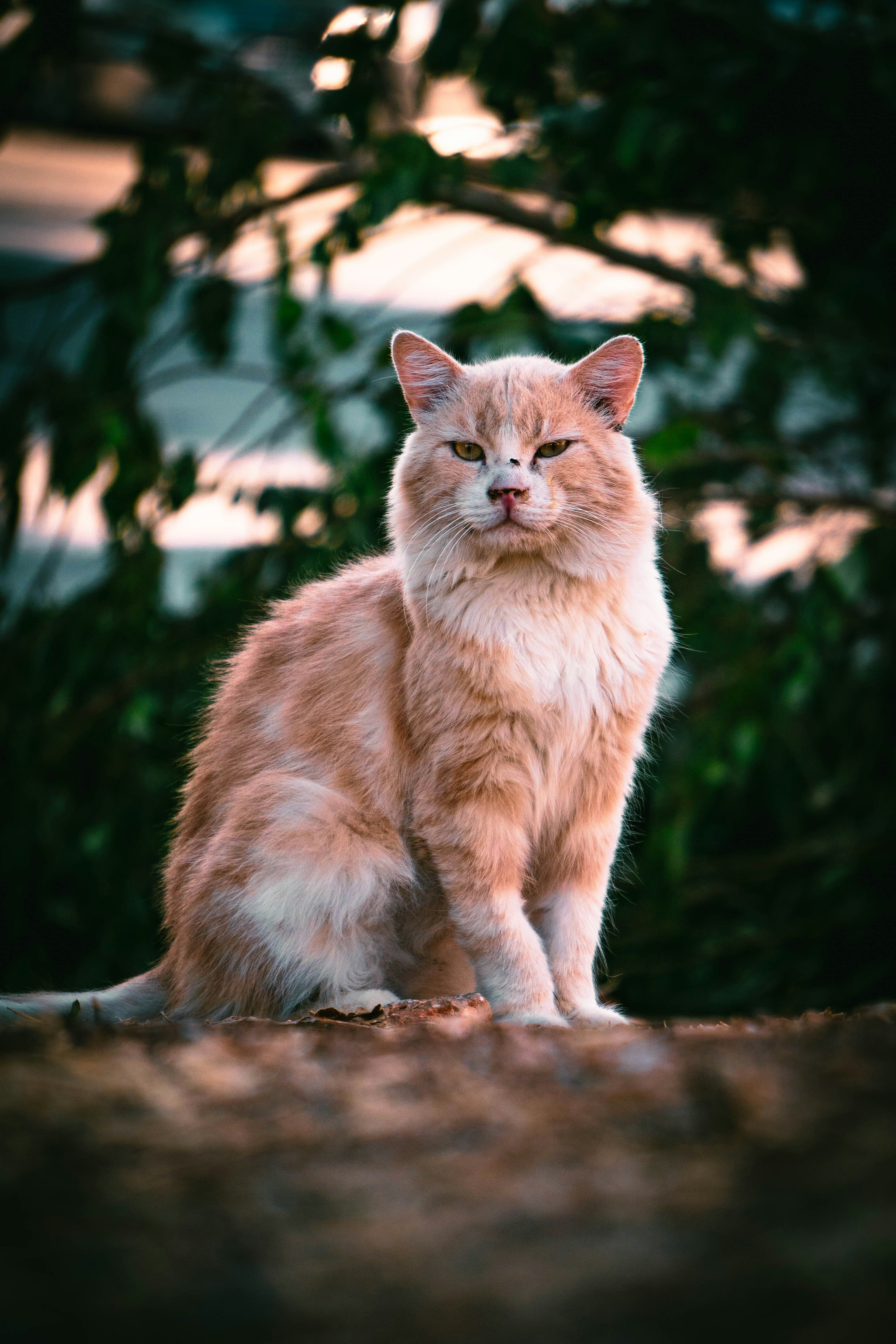 Photo by catsinamman