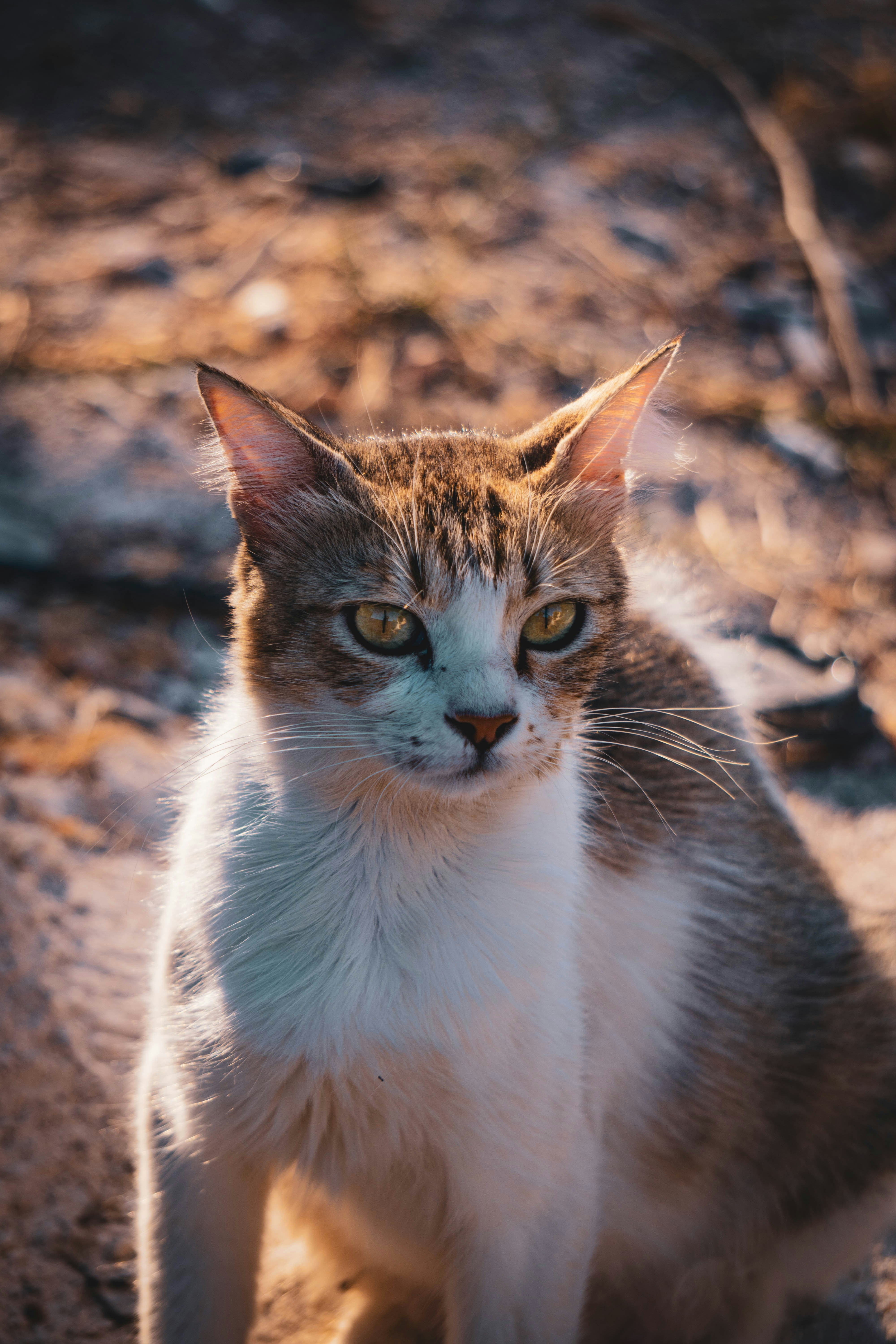 Photo by catsinamman