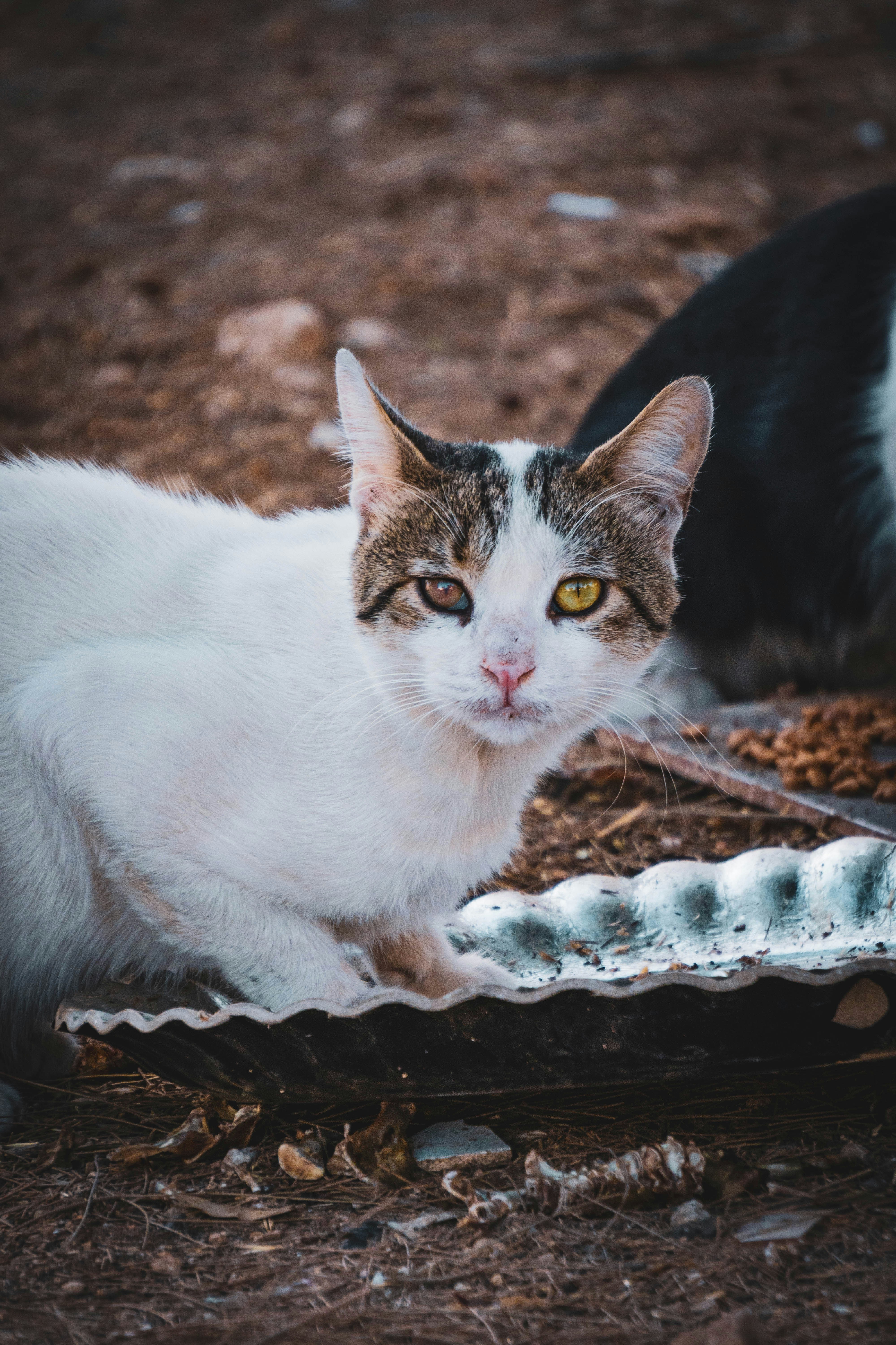 Photo by catsinamman