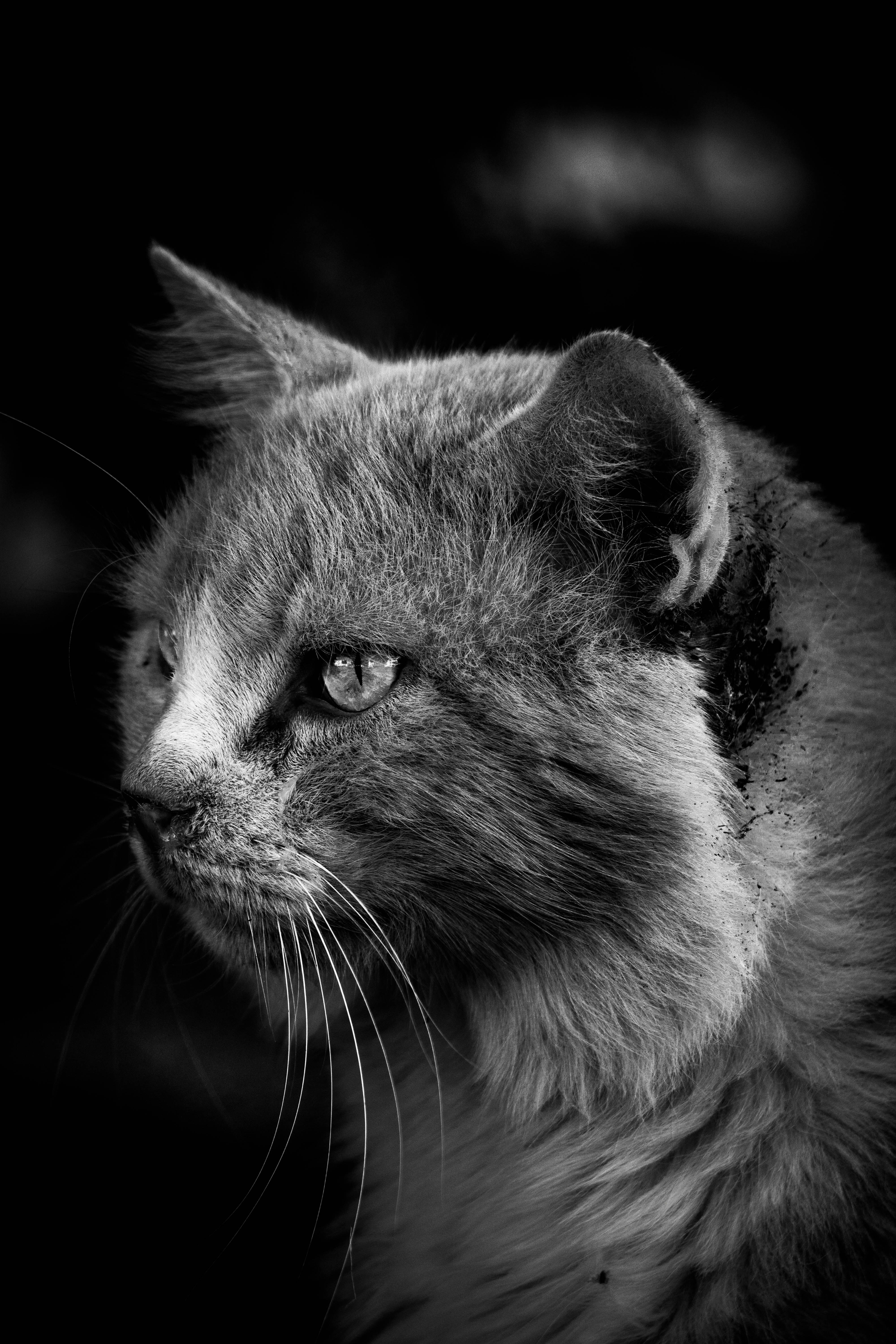 Photo by catsinamman