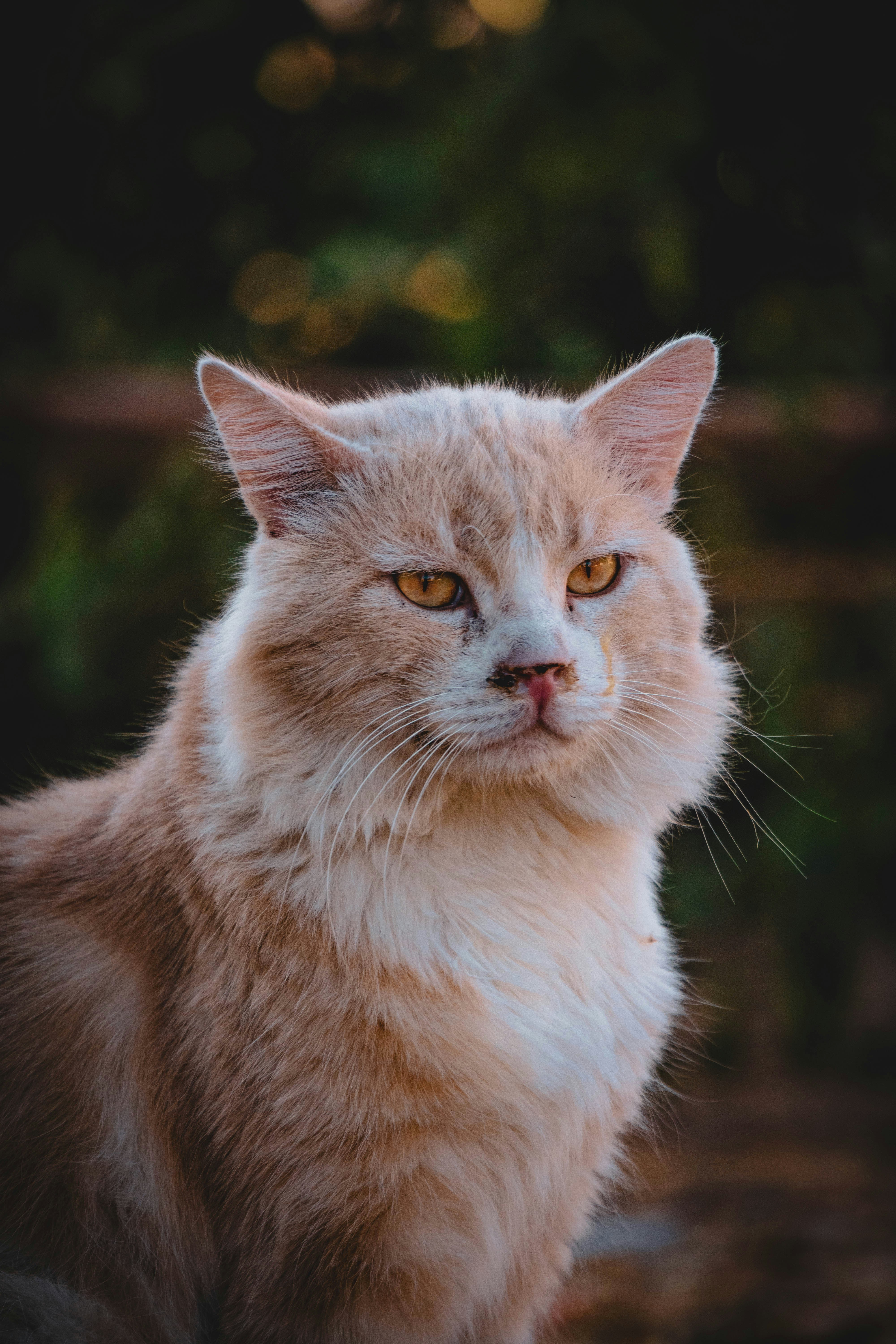 Photo by catsinamman