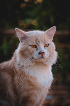 A fluffy, long-haired cat with a calm expression sits in a natural setting. Its fur is a mix of light orange and white, and the background is softly blurred with hints of green and brown tones, suggesting an outdoor environment.