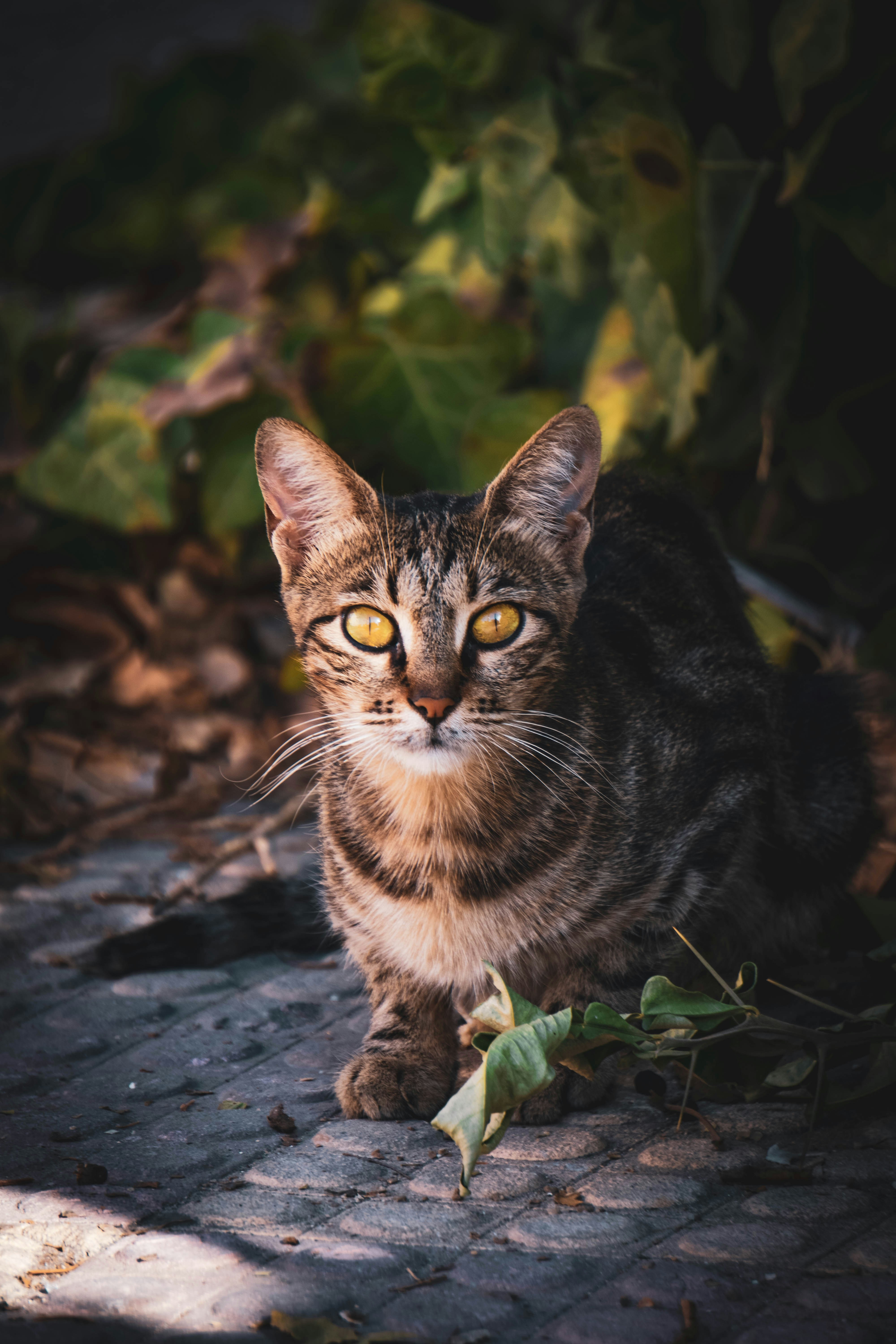 Photo by catsinamman