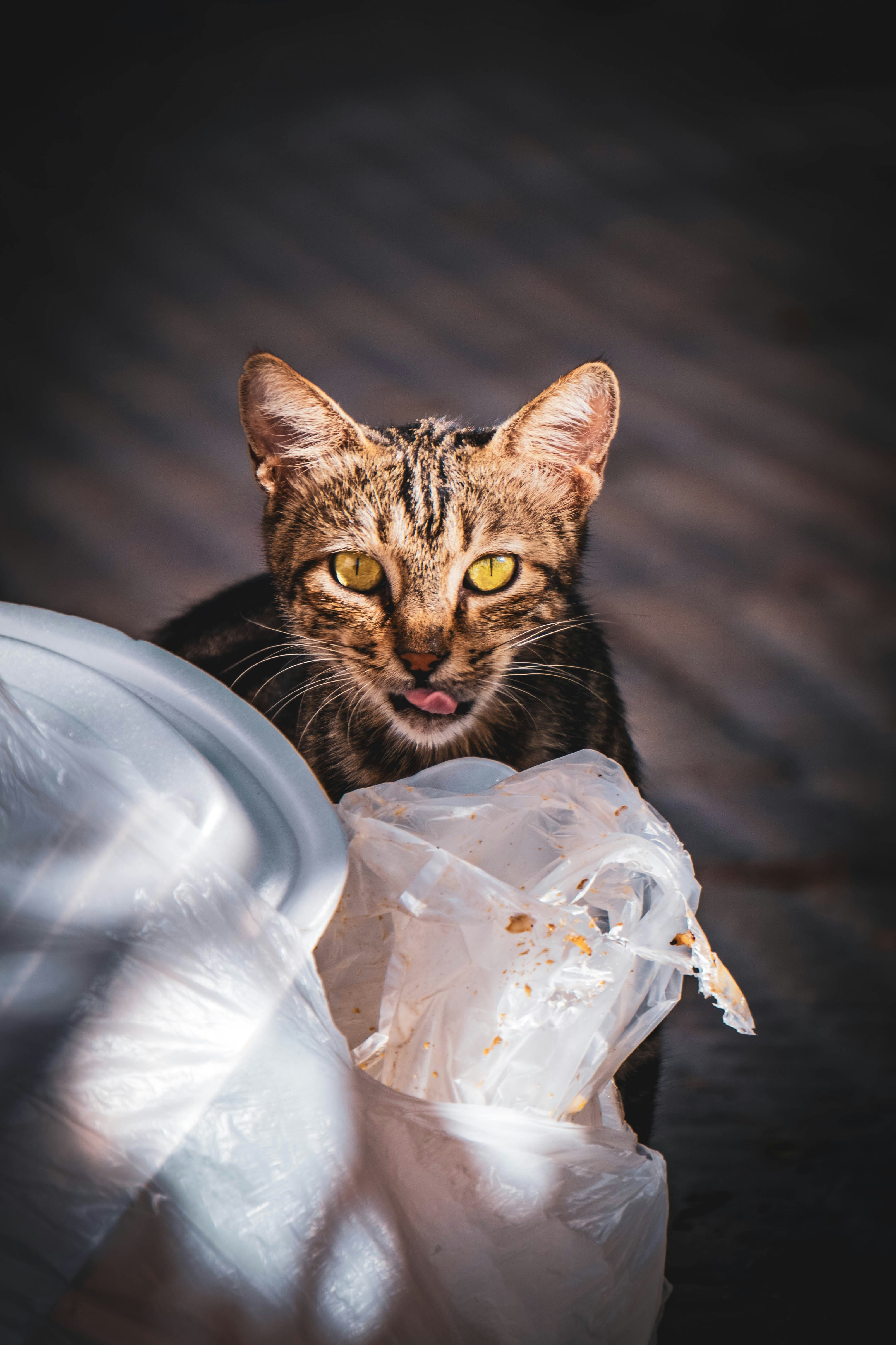 7 Natural Cat Litter Materials That Break Down Easily