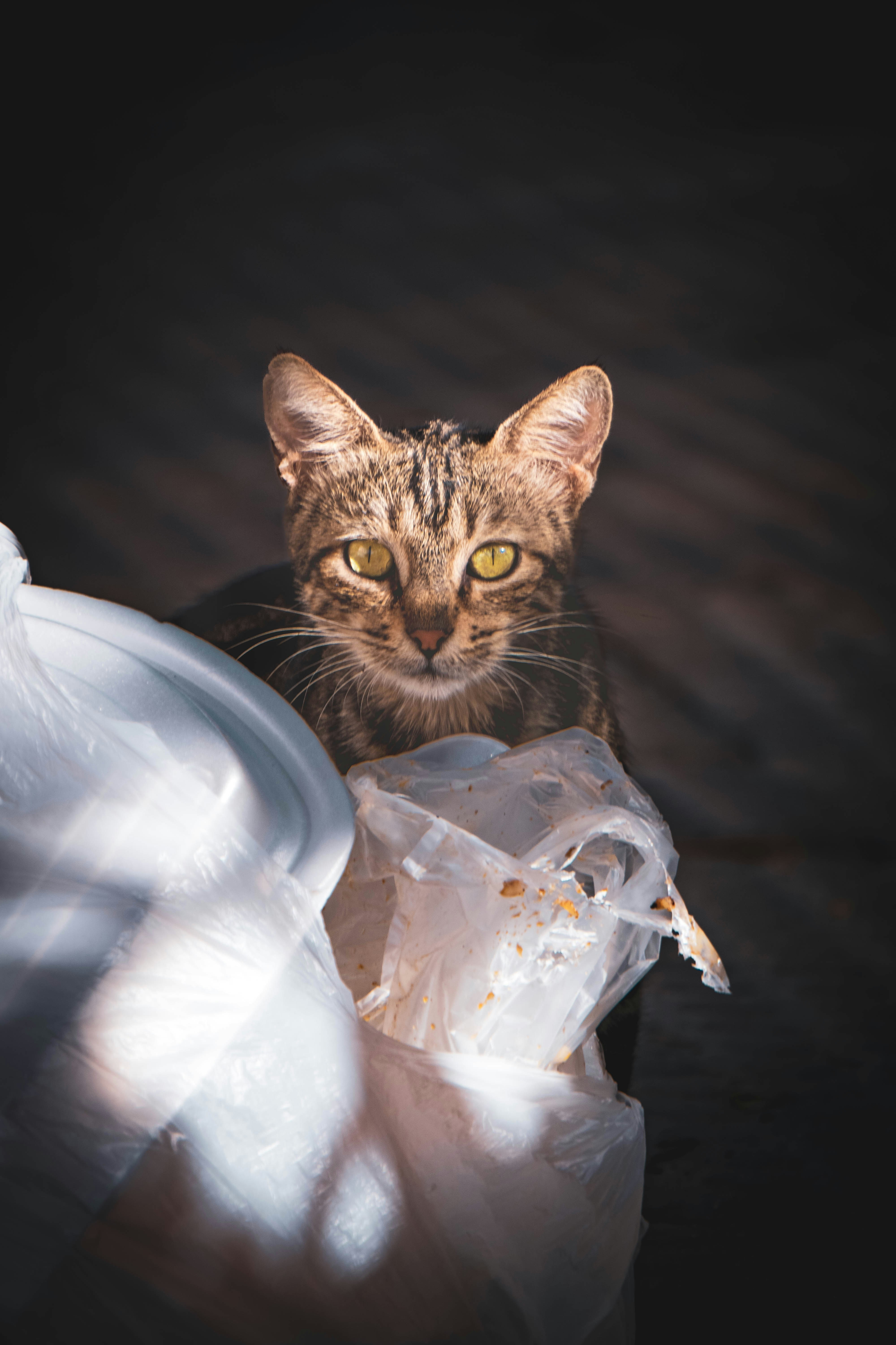 7 Cat Health Tips for Improving Litter Box Behavior Through Diet