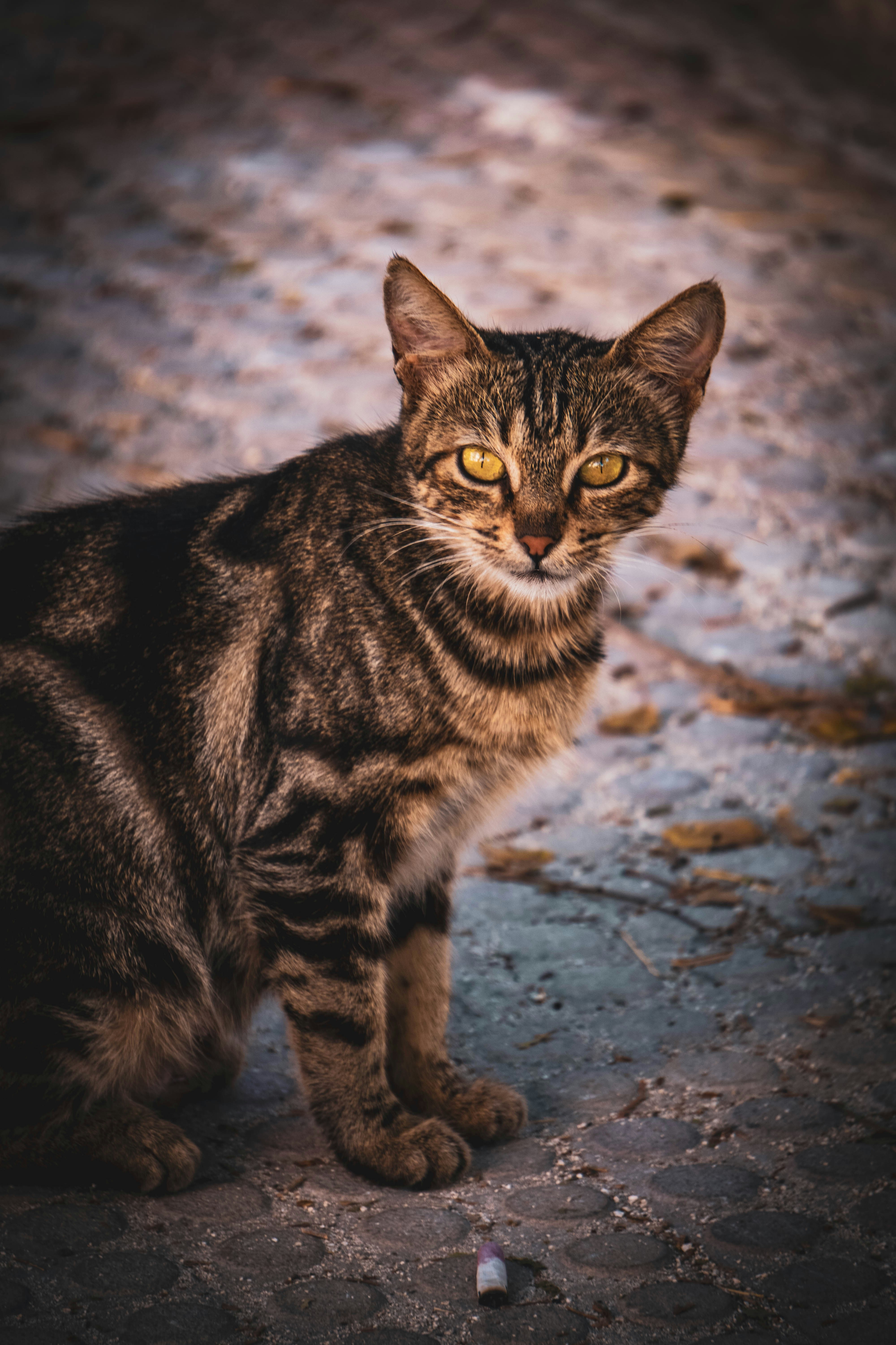 Photo by catsinamman