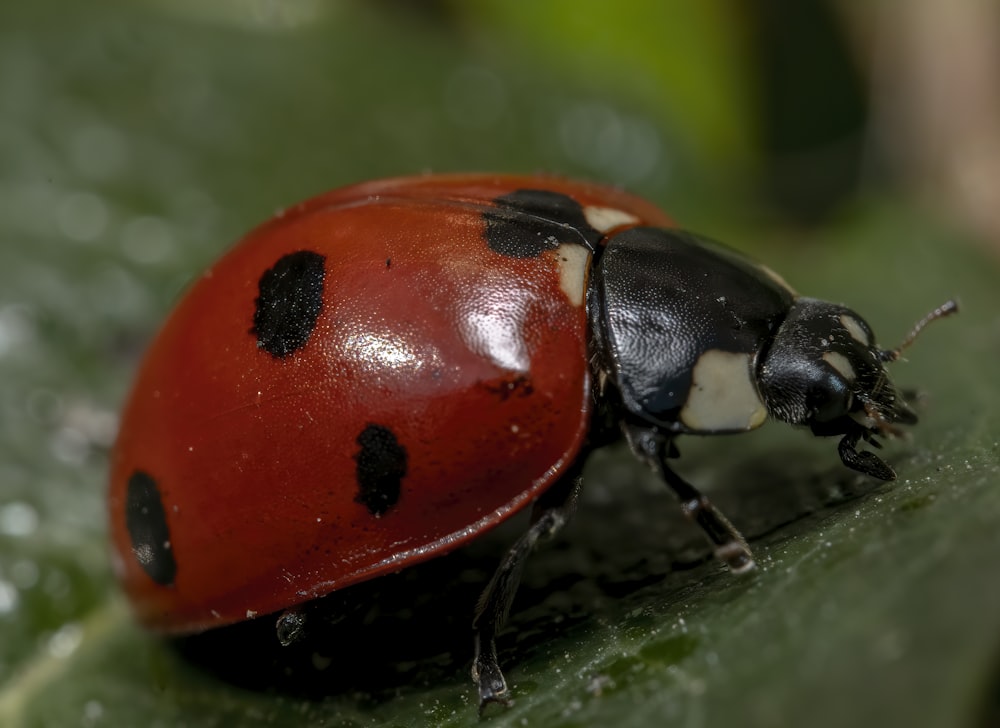 Un primer plano de una lady bug en una hoja