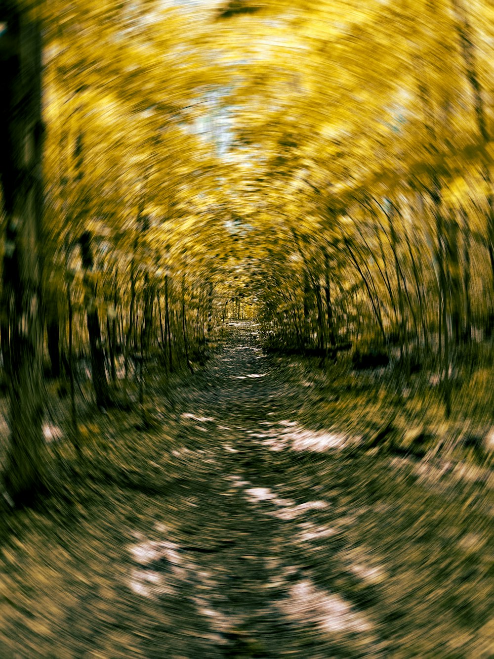 a blurry photo of a path in a forest