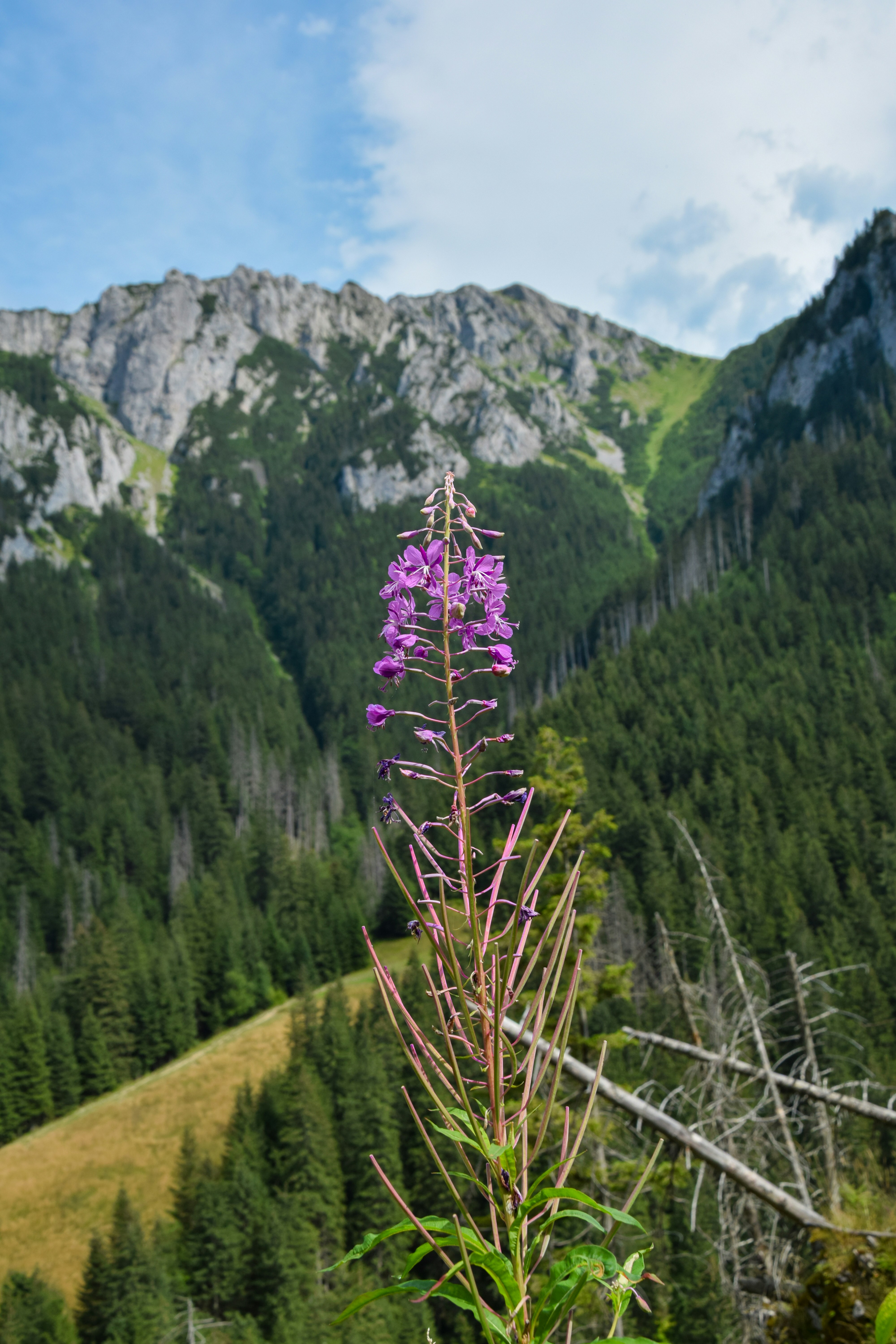a purple flower in front of a mountain range