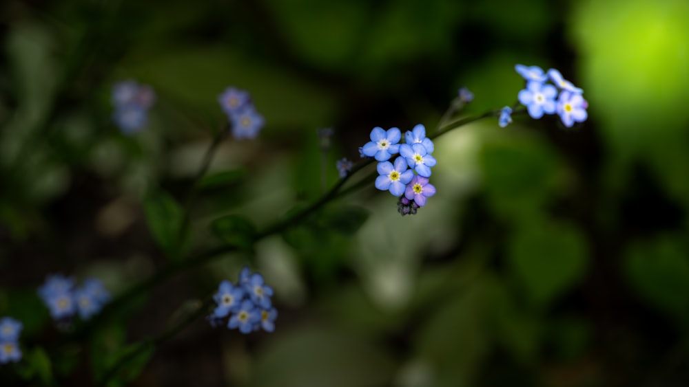 a group of small blue flowers sitting on top of a lush green field