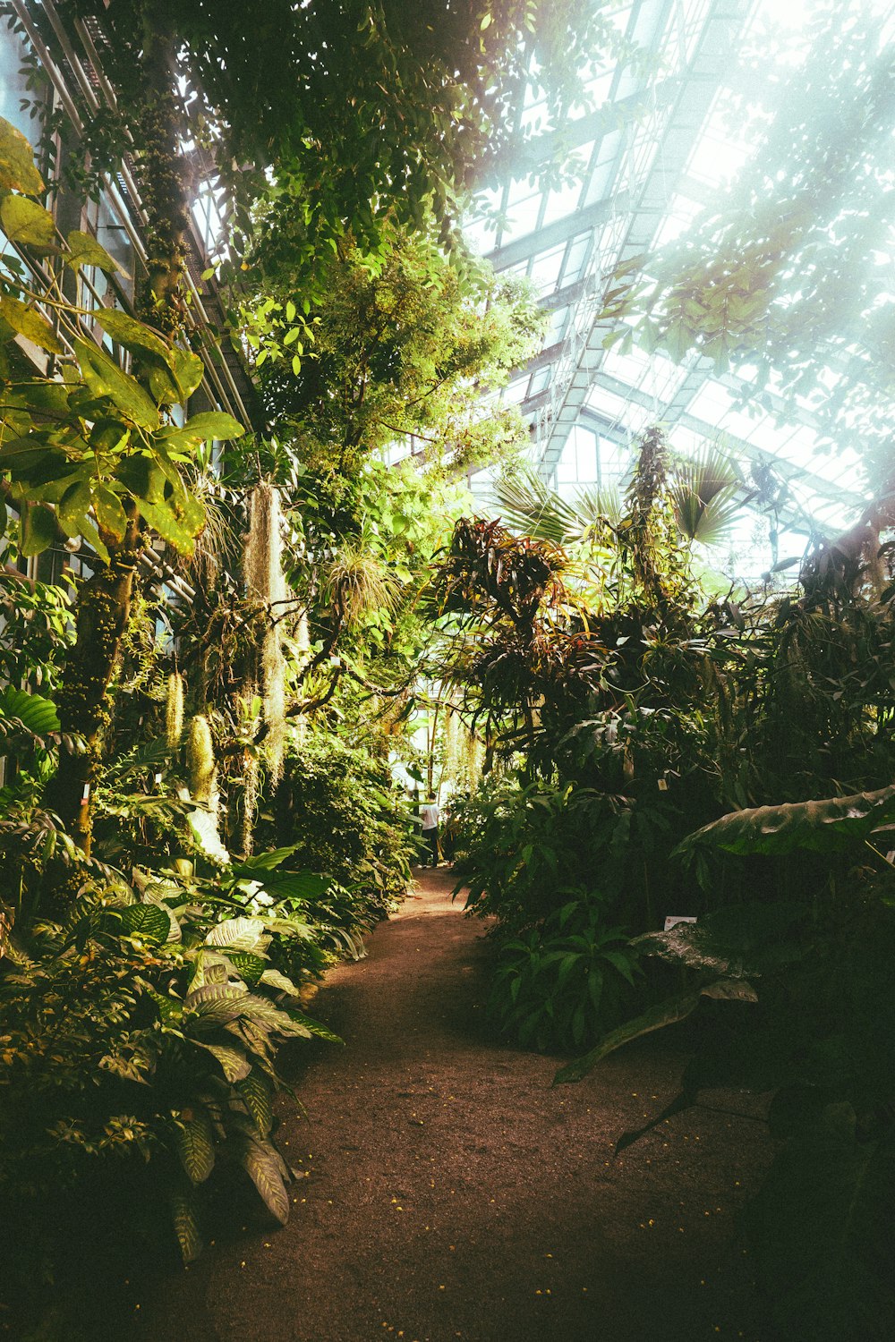 a walkway in a tropical forest with lots of plants