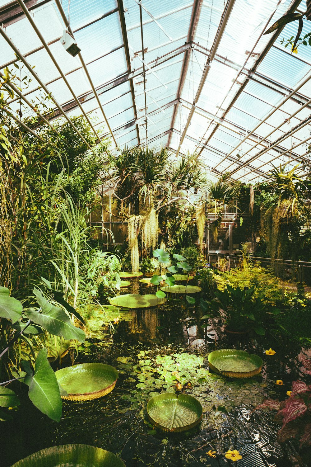 a pond surrounded by water lilies in a greenhouse