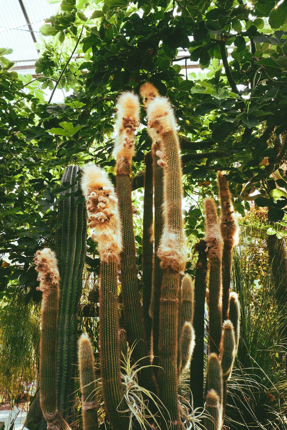 a group of cactus plants in a greenhouse