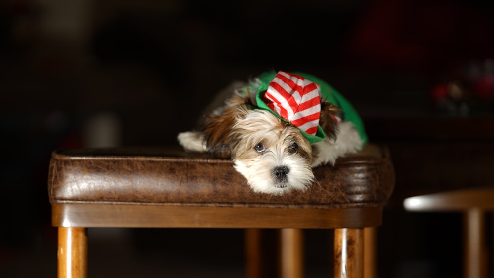 a small brown and white dog laying on top of a wooden table