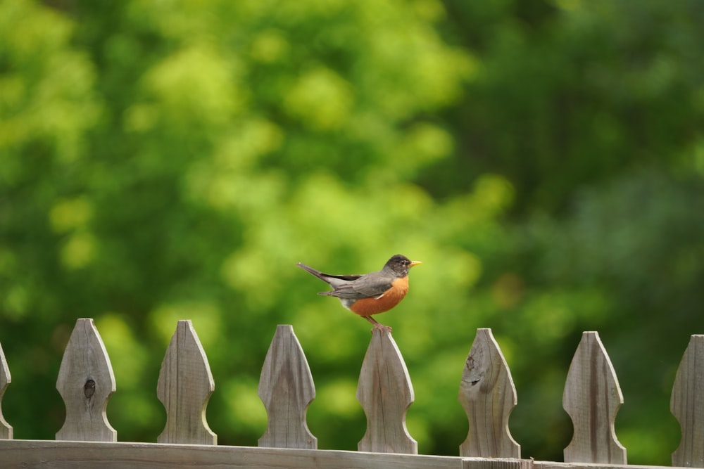 un petit oiseau assis au sommet d’une clôture en bois