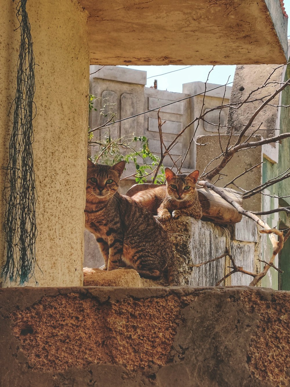 a couple of cats sitting on top of a stone wall