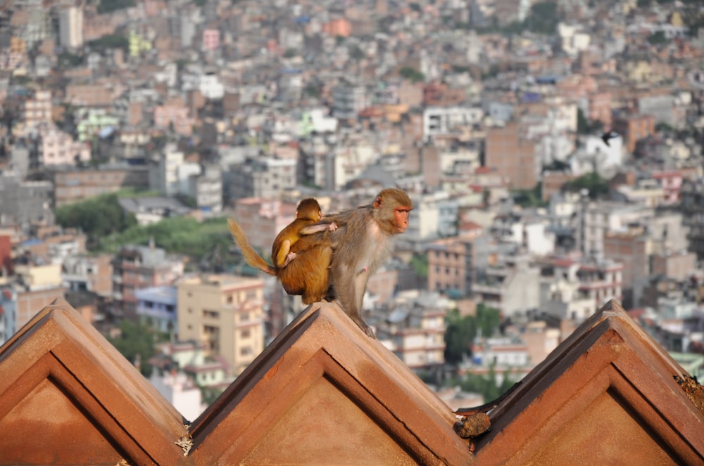 a monkey and a monkey sitting on top of a roof
