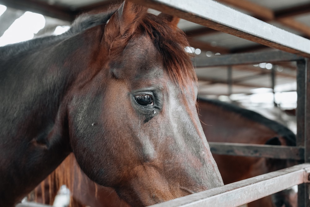 a close up of a horse behind a fence