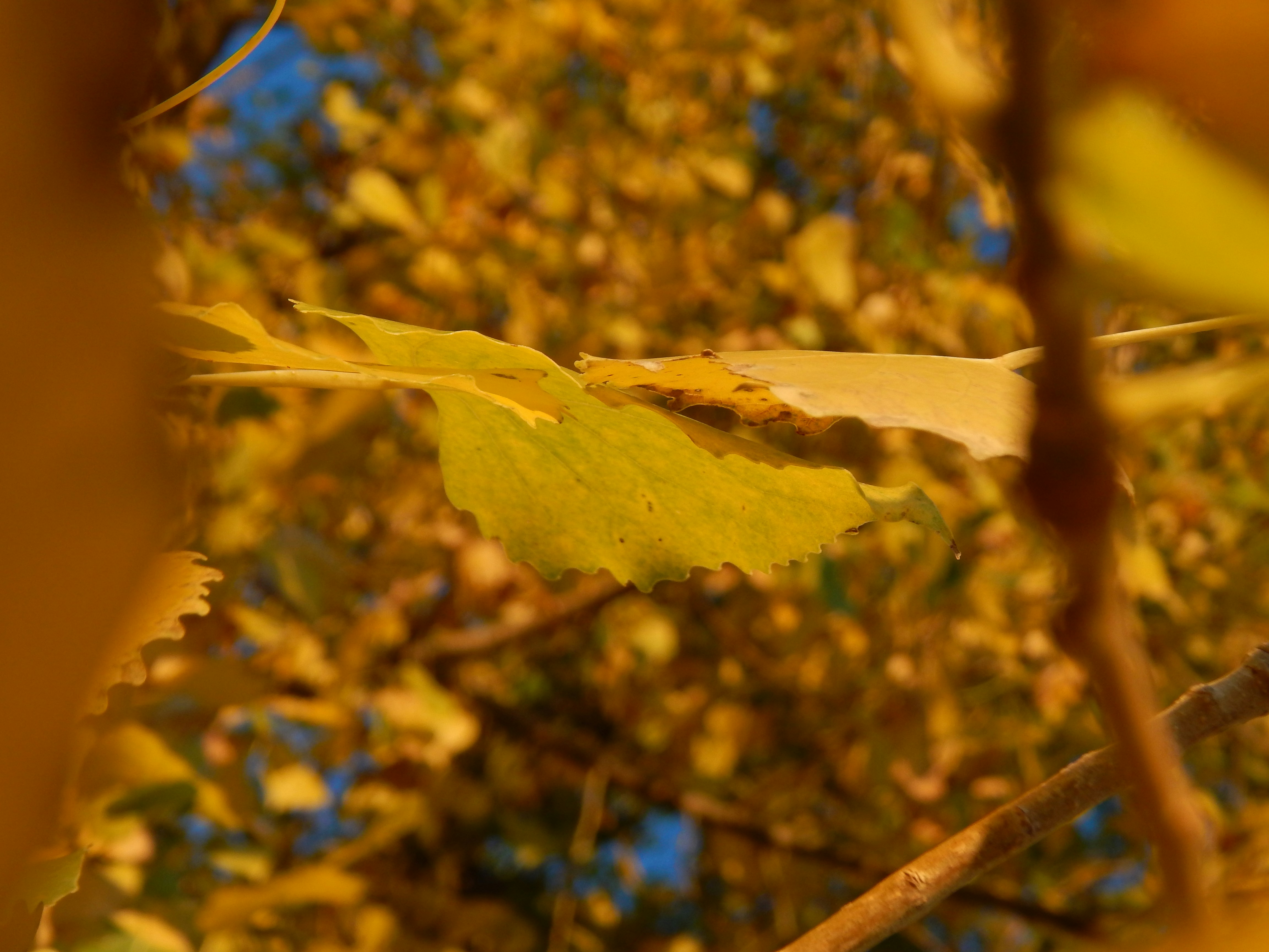 Photo by scarlettweiss