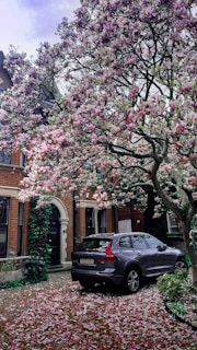 A paved driveway leads to a stately brick house adorned with ivy near the entrance. A luxury car is parked under a blooming tree, whose branches are heavy with pink and white blossoms. Petals have scattered across the driveway, adding a colorful accent to the scene.