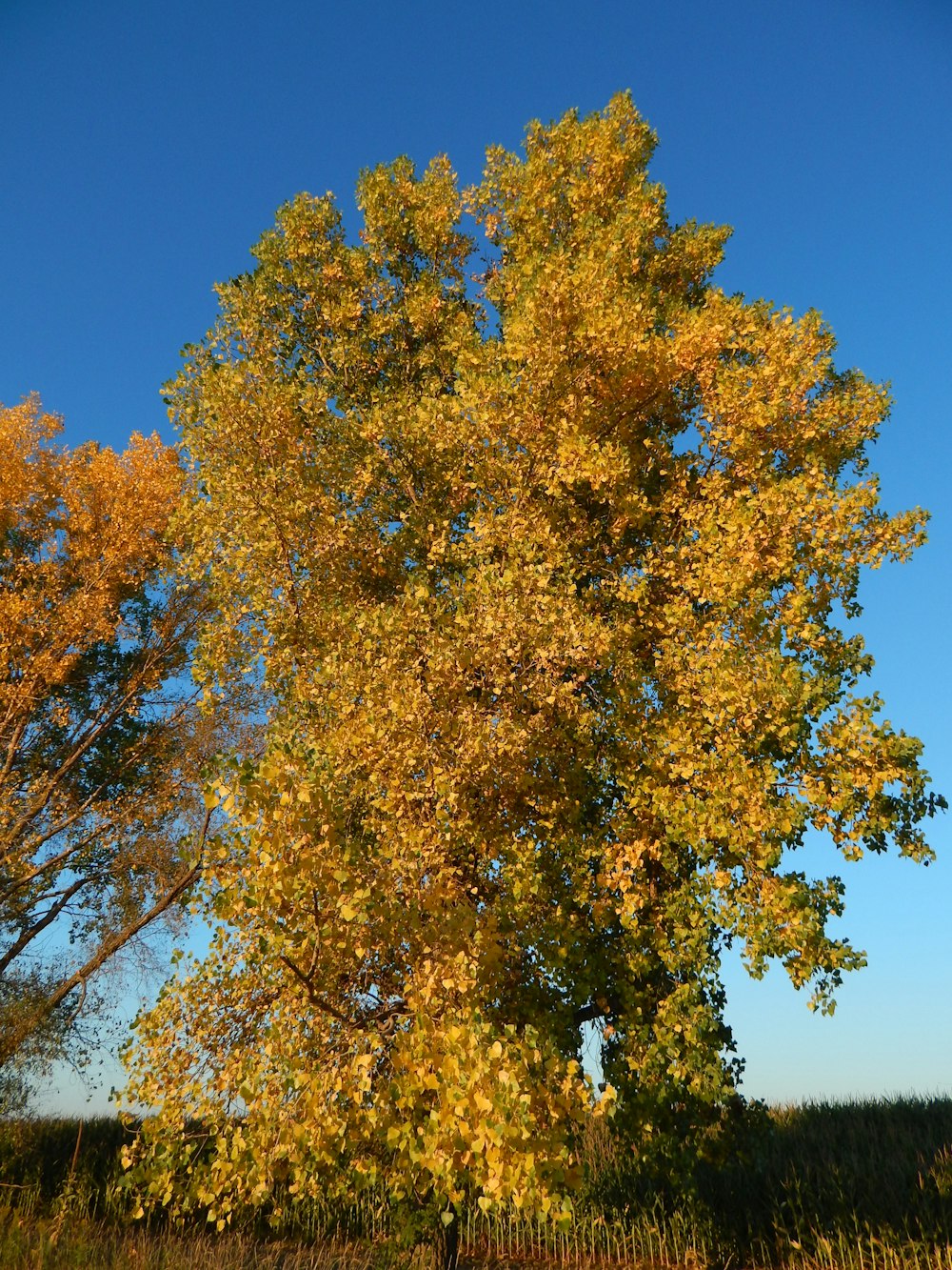 a large tree with yellow leaves in a field