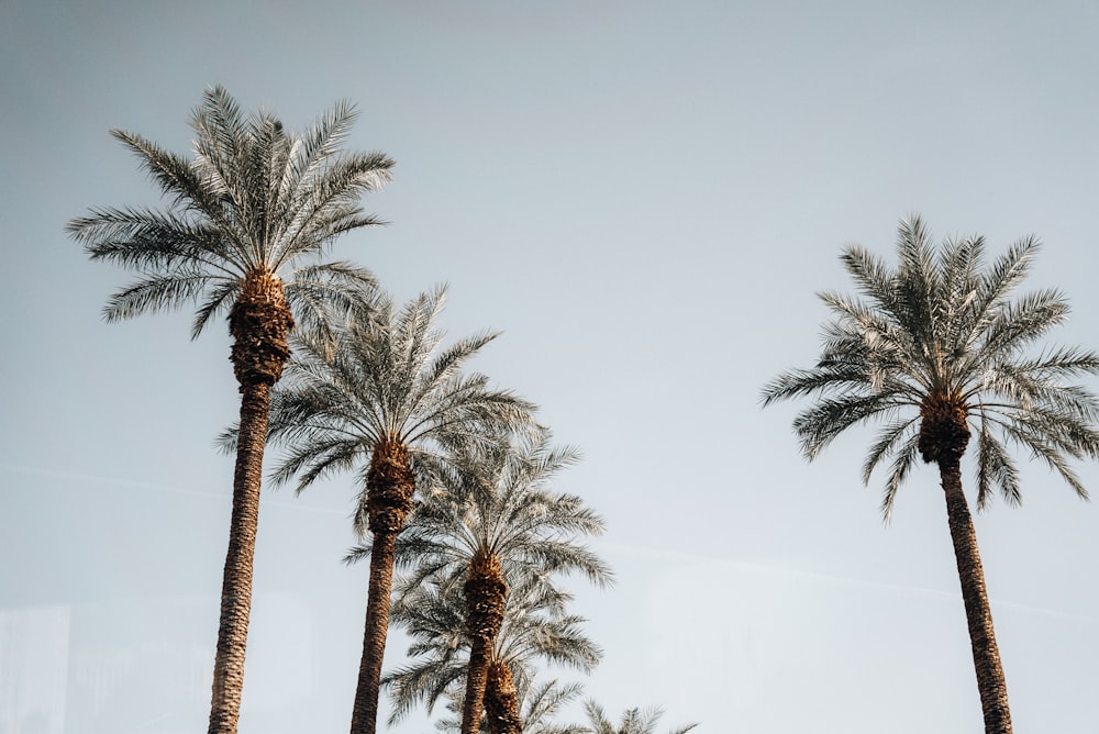 a row of palm trees against a blue sky