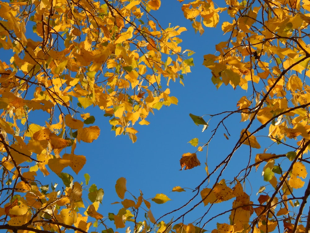 a tree with yellow leaves and a blue sky in the background