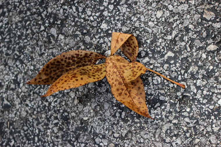 Leaf identified by AI